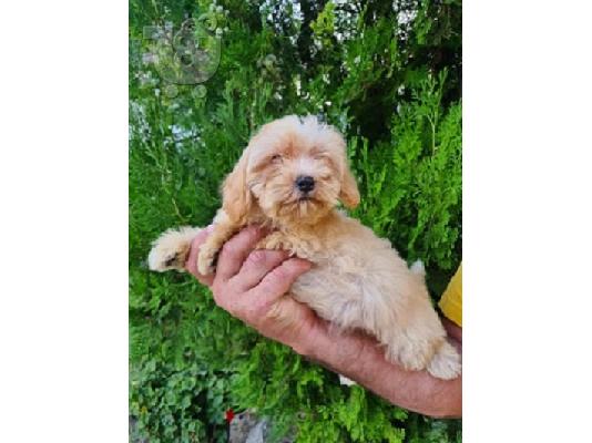 PoulaTo: Κουτάβια Maltipoo